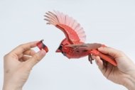 MAKEBUG 3D popierinė delionė American Cardinal, MB-D-0055