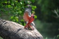 MAKEBUG 3D popierinė delionė American Cardinal, MB-D-0055