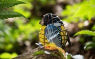 MAKEBUG 3D popierinė delionė Yellow-bellied Tit, MB-D-0003