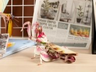 MAKEBUG 3D popierinė delionė Orchid Mantis, MB-B-0003