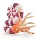 COLLECTA figūrėlė amonitas pravitoceras, 88927