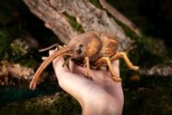 MAKEBUG 3D popierinė delionė Weevil, MB-B-0004