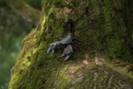 MAKEBUG 3D popierinė delionė Forest scorpion, MB-D-0053