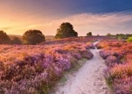 RAVENSBURGER PUZZLE dėlionė Rožinis takas, 1000 det., 12001763 9