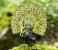 MAKEBUG 3D popierinė delionė green peafowl, MB-D-0016