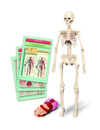 CLEMENTONI SCIENCE rinkinys Human Body Mini, (LT, LV, EE), 50824 50824