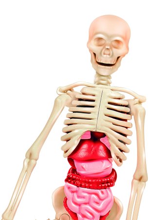 CLEMENTONI SCIENCE rinkinys Human Body Mini, (LT, LV, EE), 50824 50824