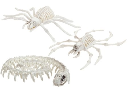 Gyvūnų skeletai asort., 976146 
