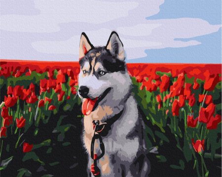 BRUSHME spalvinimo pagal skaičius rinkinys Husky in a tulip field, BS30983 BS30983