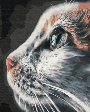 BRUSHME spalvinimo pagal skaičius rinkinys Cat Profile, BS51792 BS51792