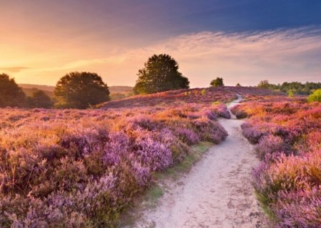 RAVENSBURGER PUZZLE dėlionė Rožinis takas, 1000 det., 12001763 9 