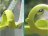 KOSMOS Gecko Run edukacinis rinkinys Looping Expansion V1, 617295 