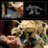 77985 LEGO® Jurassic World Dinozaurų fosilijos: triceratopsas 