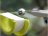 KOSMOS Gecko Run edukacinis rinkinys Trampoline Expansion V1, 617301 