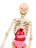 CLEMENTONI SCIENCE rinkinys Human Body Mini, (LT, LV, EE), 50824 50824