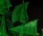 REVELL 1:150 šviečiantis tamsoje modelis Ghost Ship Easy-Click, 05435 