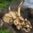 76969 LEGO® Jurassic World™ Dinozaurų fosilijos: triceratopso kaukolė 
