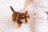 HAPE veterinaro rinkinys, E3229A 