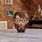 4D BUILD dėlionė Harry Potte chibi, 6069834 