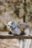 MAKEBUG 3D popierinė delionė Snowy Owl, MB-B-0009 