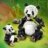 31165 LEGO® Creator Laukiniai gyvūnai: pandų šeima 