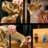 76968 LEGO® Jurassic World™ Dinozaurų fosilijos: tiranozauras 
