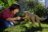 JURASSIC WORLD SUPER COLOSSAL interaktyvus dinozauras D. rex, JKG95 